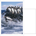 Gentoo Penguins on Livingston Island in Antarctica by Anonymous