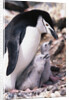 Chinstrap Penguin with Two Chicks in Antarctica by Anonymous