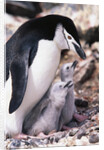 Chinstrap Penguin with Two Chicks in Antarctica by Anonymous