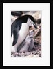 Chinstrap Penguin with Two Chicks in Antarctica by Anonymous