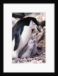 Chinstrap Penguin with Two Chicks in Antarctica by Anonymous