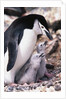 Chinstrap Penguin with Two Chicks in Antarctica by Anonymous