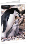 Chinstrap Penguin with Two Chicks in Antarctica by Anonymous