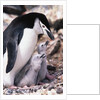 Chinstrap Penguin with Two Chicks in Antarctica by Anonymous