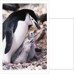 Chinstrap Penguin with Two Chicks in Antarctica by Anonymous