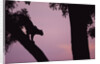 Silhouette of Leopard in Tree by Anonymous