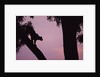 Silhouette of Leopard in Tree by Anonymous