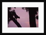 Silhouette of Leopard in Tree by Anonymous