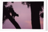 Silhouette of Leopard in Tree by Anonymous