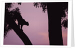 Silhouette of Leopard in Tree by Anonymous