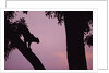 Silhouette of Leopard in Tree by Anonymous
