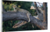 Adult Female Leopard Lying in Tree by Anonymous
