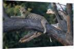 Adult Female Leopard Lying in Tree by Anonymous