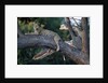 Adult Female Leopard Lying in Tree by Anonymous