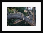Adult Female Leopard Lying in Tree by Anonymous