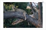 Adult Female Leopard Lying in Tree by Anonymous