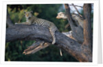 Adult Female Leopard Lying in Tree by Anonymous