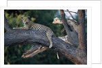Adult Female Leopard Lying in Tree by Anonymous