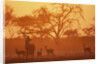 Greater Kudu and Impala Herd at Water Hole by Anonymous