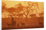 Greater Kudu and Impala Herd at Water Hole by Anonymous