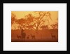Greater Kudu and Impala Herd at Water Hole by Anonymous