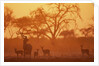 Greater Kudu and Impala Herd at Water Hole by Anonymous