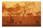 Greater Kudu and Impala Herd at Water Hole by Anonymous