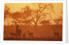 Greater Kudu and Impala Herd at Water Hole by Anonymous