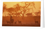 Greater Kudu and Impala Herd at Water Hole by Anonymous