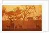 Greater Kudu and Impala Herd at Water Hole by Anonymous