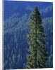 Douglas Fir in Mount Rainier National Park by Anonymous