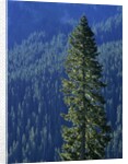 Douglas Fir in Mount Rainier National Park by Anonymous