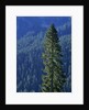 Douglas Fir in Mount Rainier National Park by Anonymous