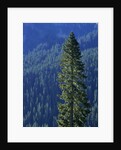 Douglas Fir in Mount Rainier National Park by Anonymous