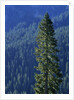Douglas Fir in Mount Rainier National Park by Anonymous