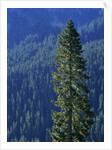Douglas Fir in Mount Rainier National Park by Anonymous
