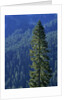 Douglas Fir in Mount Rainier National Park by Anonymous