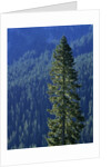 Douglas Fir in Mount Rainier National Park by Anonymous