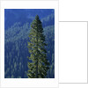 Douglas Fir in Mount Rainier National Park by Anonymous