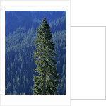 Douglas Fir in Mount Rainier National Park by Anonymous