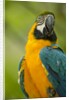 Blue and Gold Macaw by Anonymous