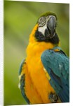 Blue and Gold Macaw by Anonymous