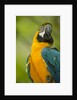Blue and Gold Macaw by Anonymous