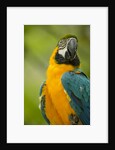 Blue and Gold Macaw by Anonymous
