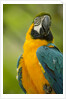 Blue and Gold Macaw by Anonymous