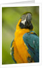 Blue and Gold Macaw by Anonymous