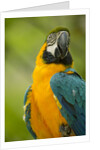 Blue and Gold Macaw by Anonymous