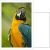 Blue and Gold Macaw by Anonymous