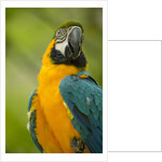 Blue and Gold Macaw by Anonymous