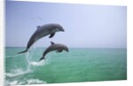 Bottlenosed Dolphins Breaching by Anonymous